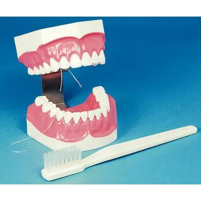 Study Model Tooth Brushing Model