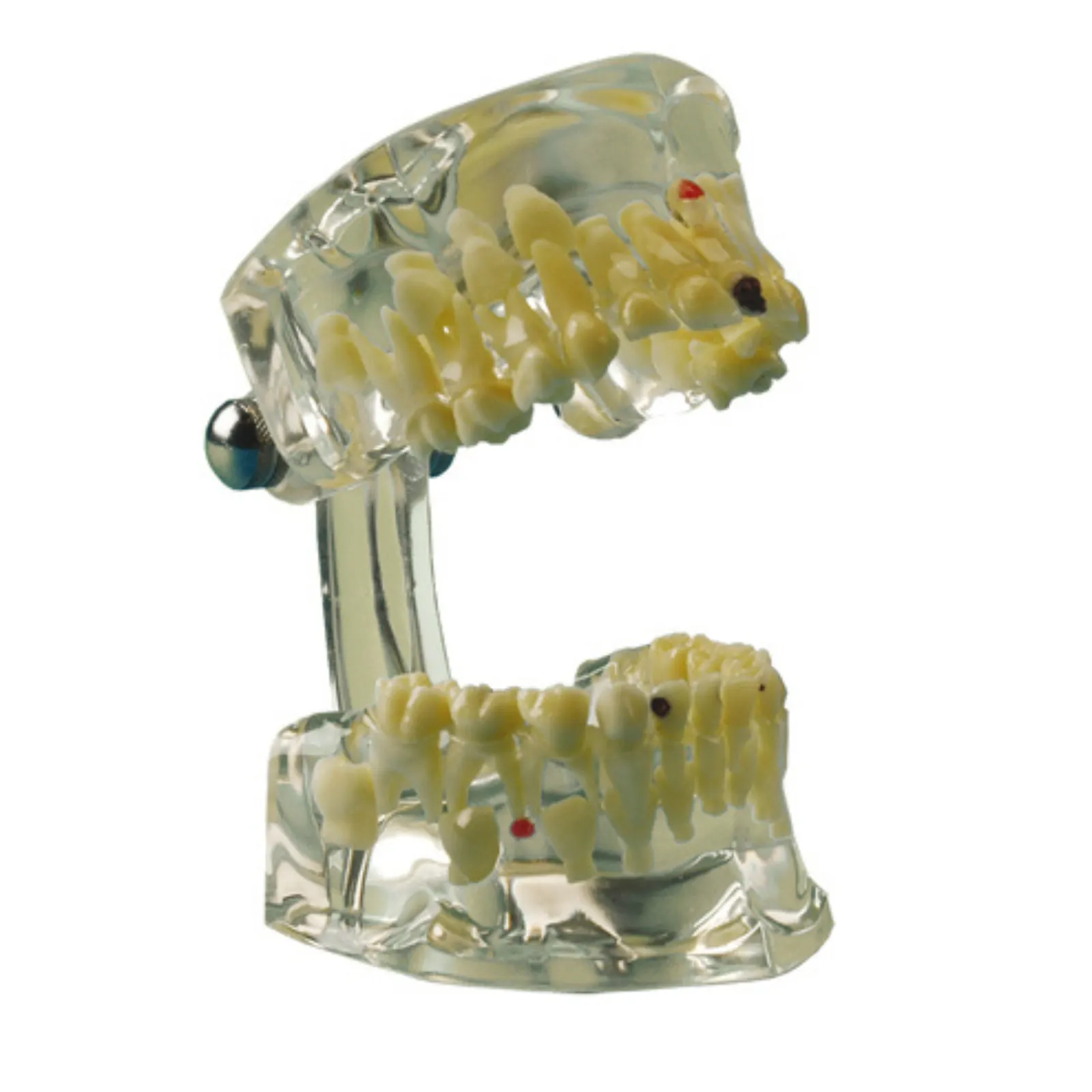 Study Model Transparent Child | 355643