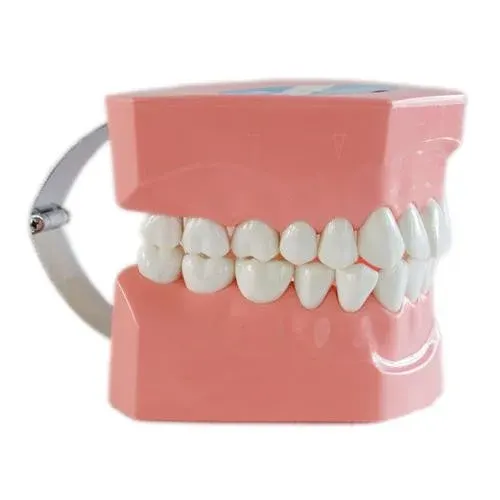 HST Tooth Study Model w/Brush – Large