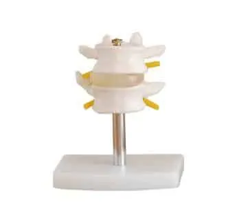 مجسم فقرتين | Lumbar Set (2 pcs)