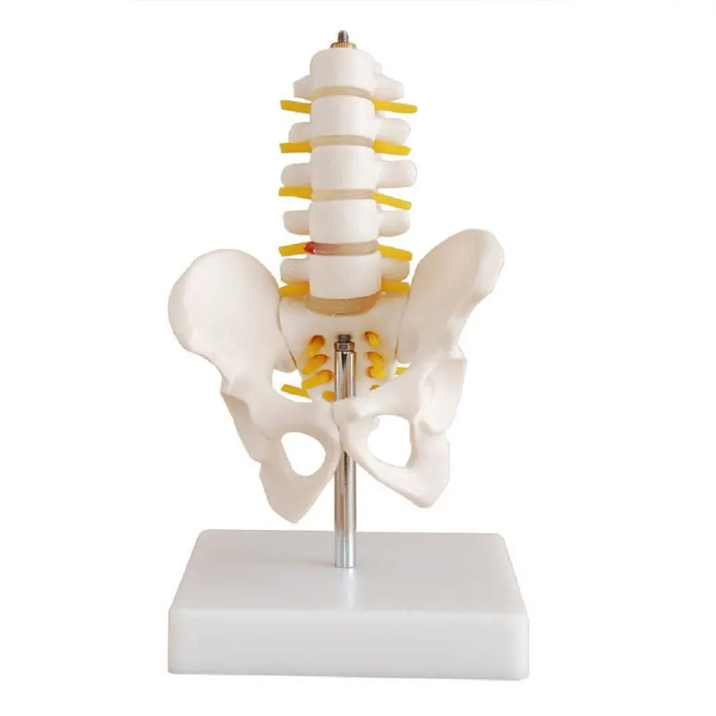 Pelvis With 5-Piece Lumbar Vertebrae Model | مجسم فقرات قطنية عجزية
