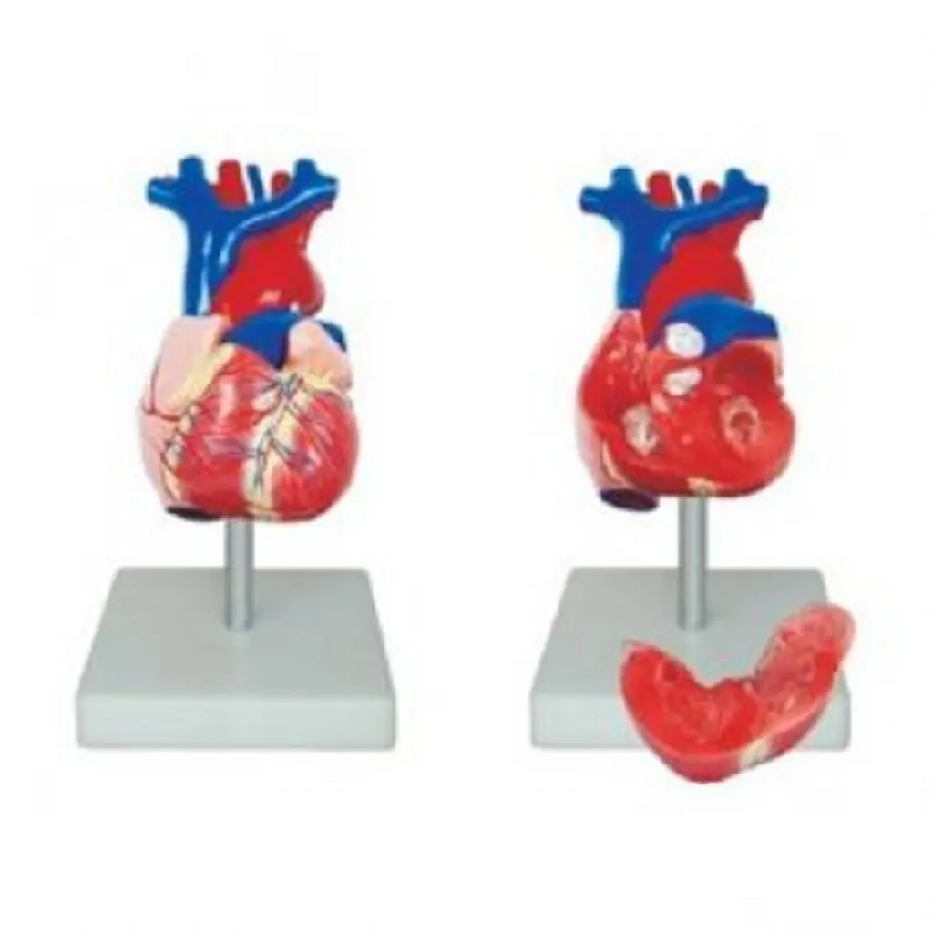 Human Heart Model | مجسم القلب