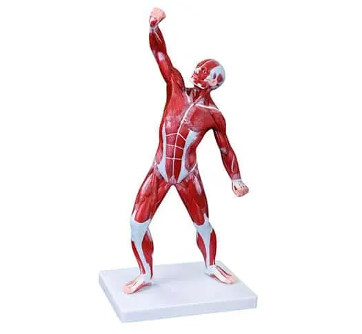 Anatomical Model Of Human Muscles 50 cm | مجسم عضلات كامل