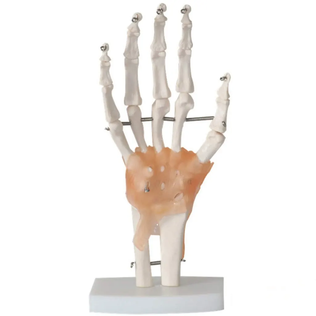 Life-Size Hand Joint with Ligaments | مجسم هيكل اليد مع الاربطة