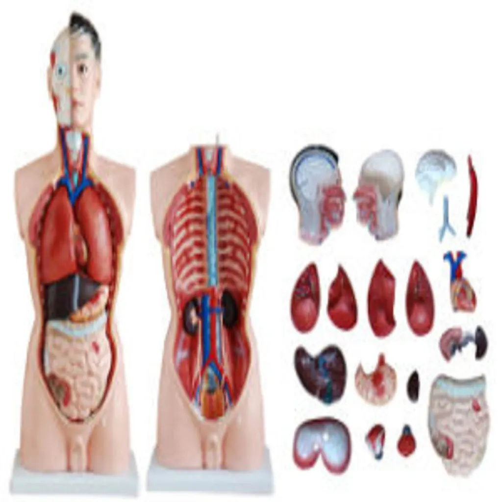 Male Torso19-Parts 85cm | مجسم احشاء