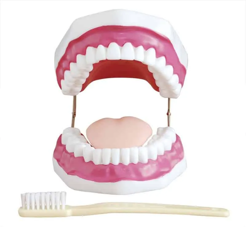Dental Care Model | مجسم اسنان
