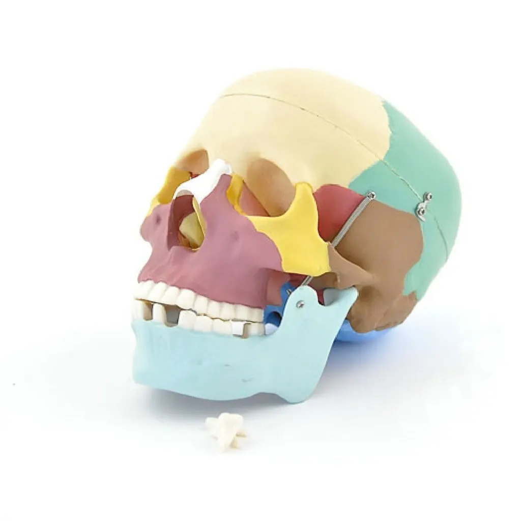 Skull With Colored Bones | مجسم جمجمة ملونة