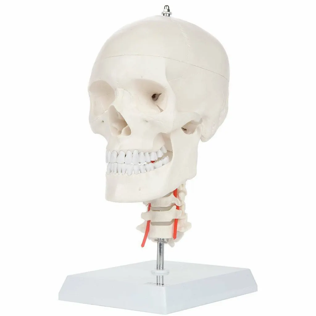 Skull With Cervical Spine Model | مجسم جمجمة مع فقرات رقبية