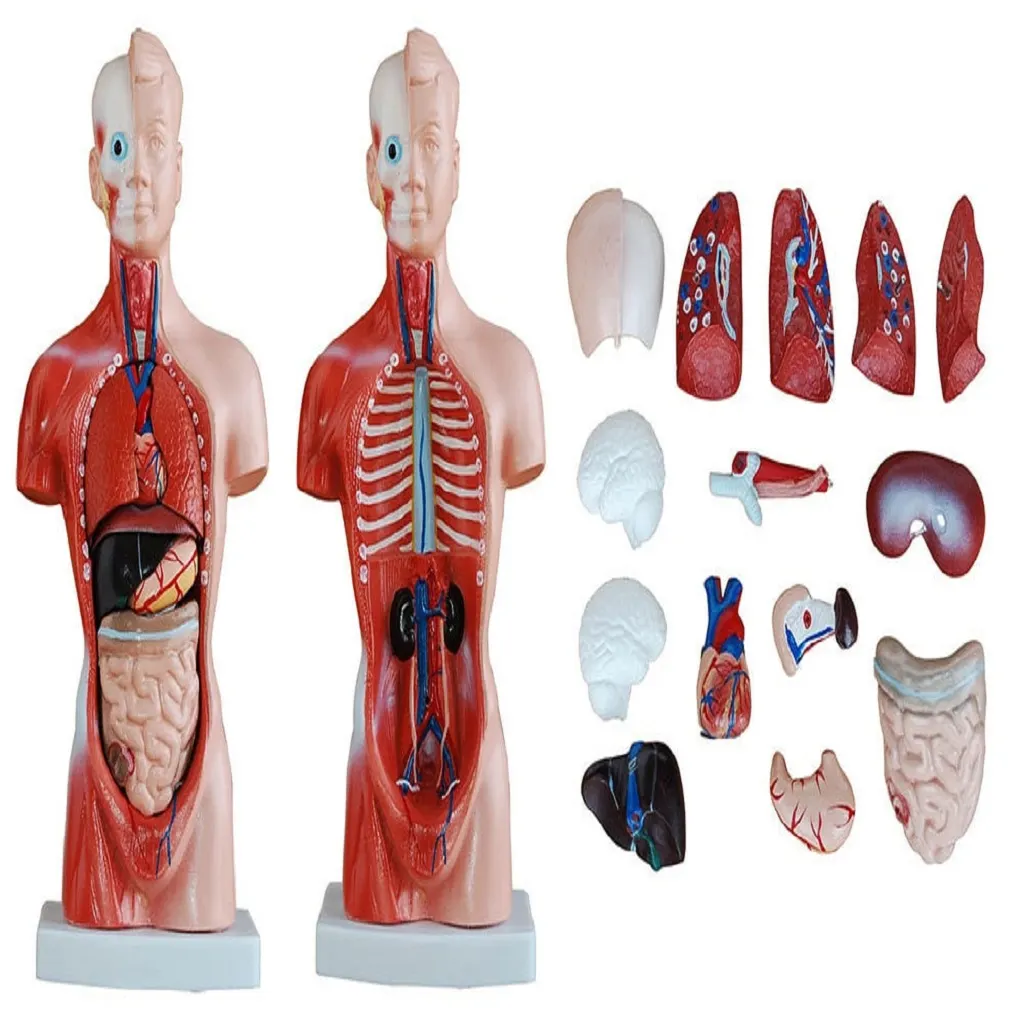 Half Body Human 15-Parts 26cm+brain | مجسم احشاء + دماغ