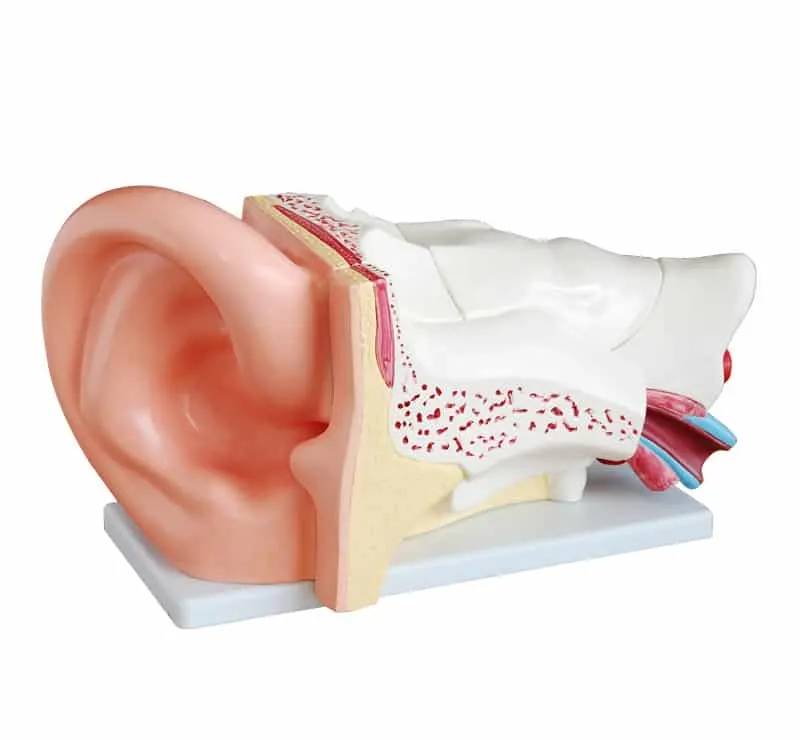 Giant Ear Model 6 Parts| مجسم الاذن مع غشاء الطبل