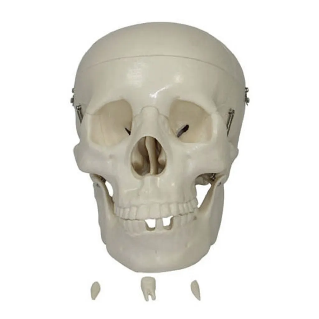 Skull Head | مجسم جمجمة