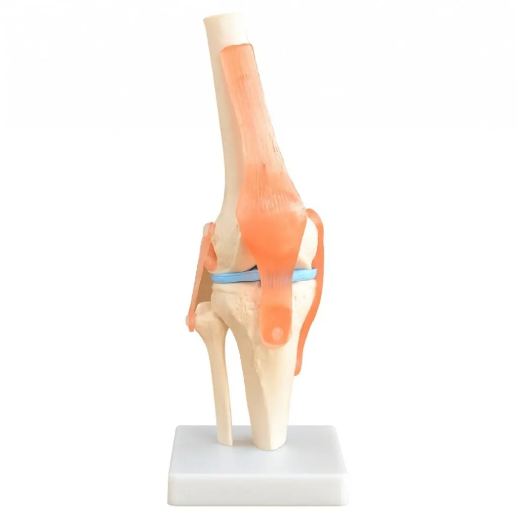 Life-Size Knee Joint Model | مجسم ركبة تعليمي مع اربطة