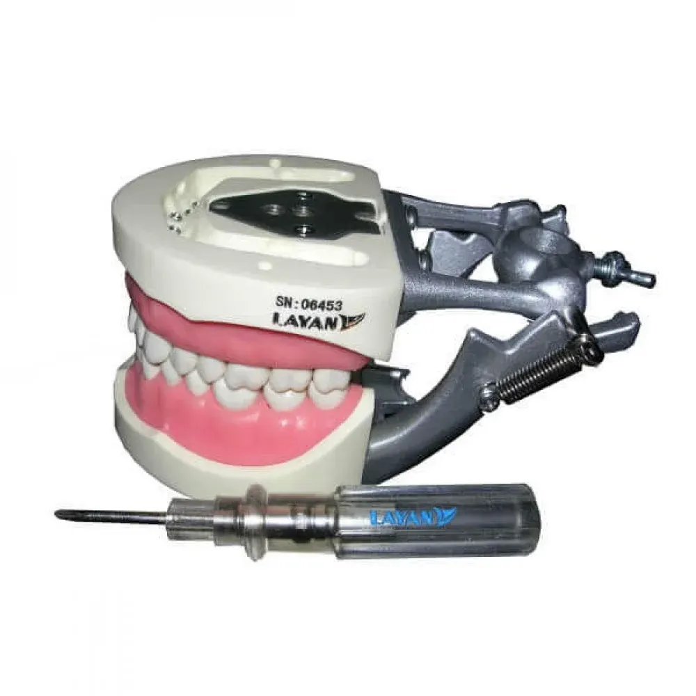 Artificial Jaw Model Adult 32 Teeth/XJ-A010
