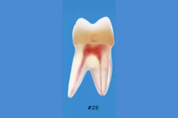 Nissin B22X-26 Endo Typodont