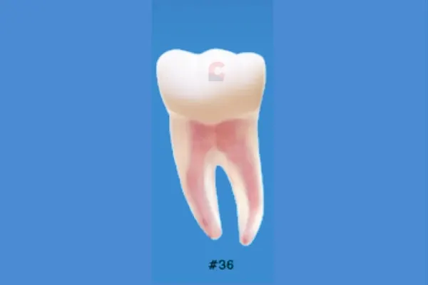 Nissin B22X-36 Endo Typodont