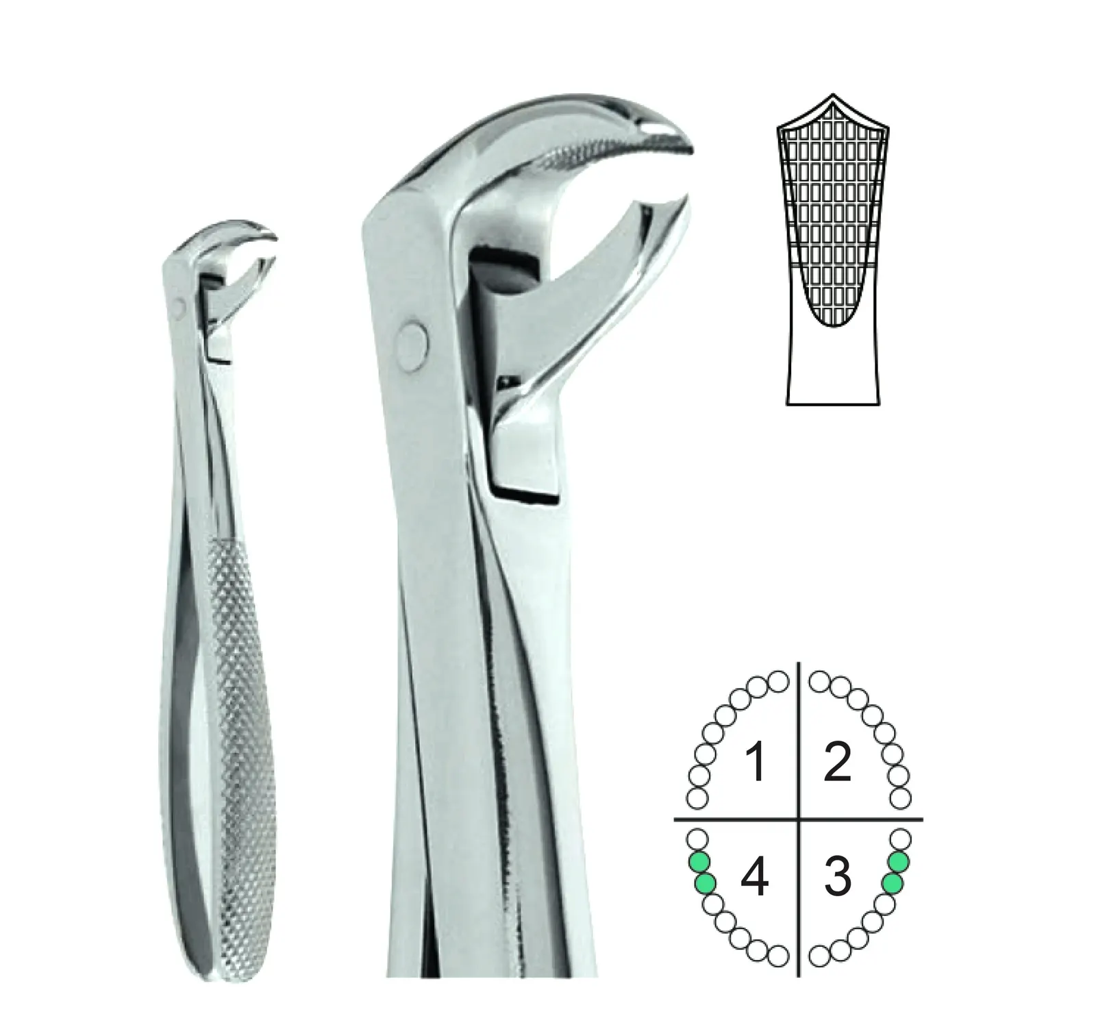 Extracting Forceps English Pattern Fig.73S