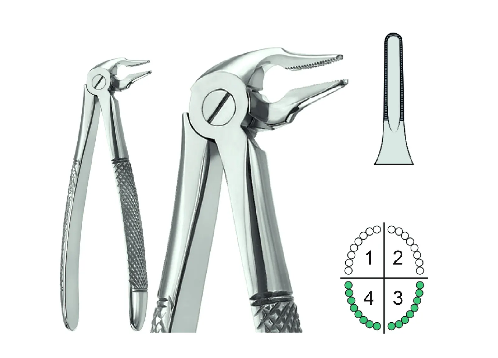 Extracting Forceps English Pattern Fig333S