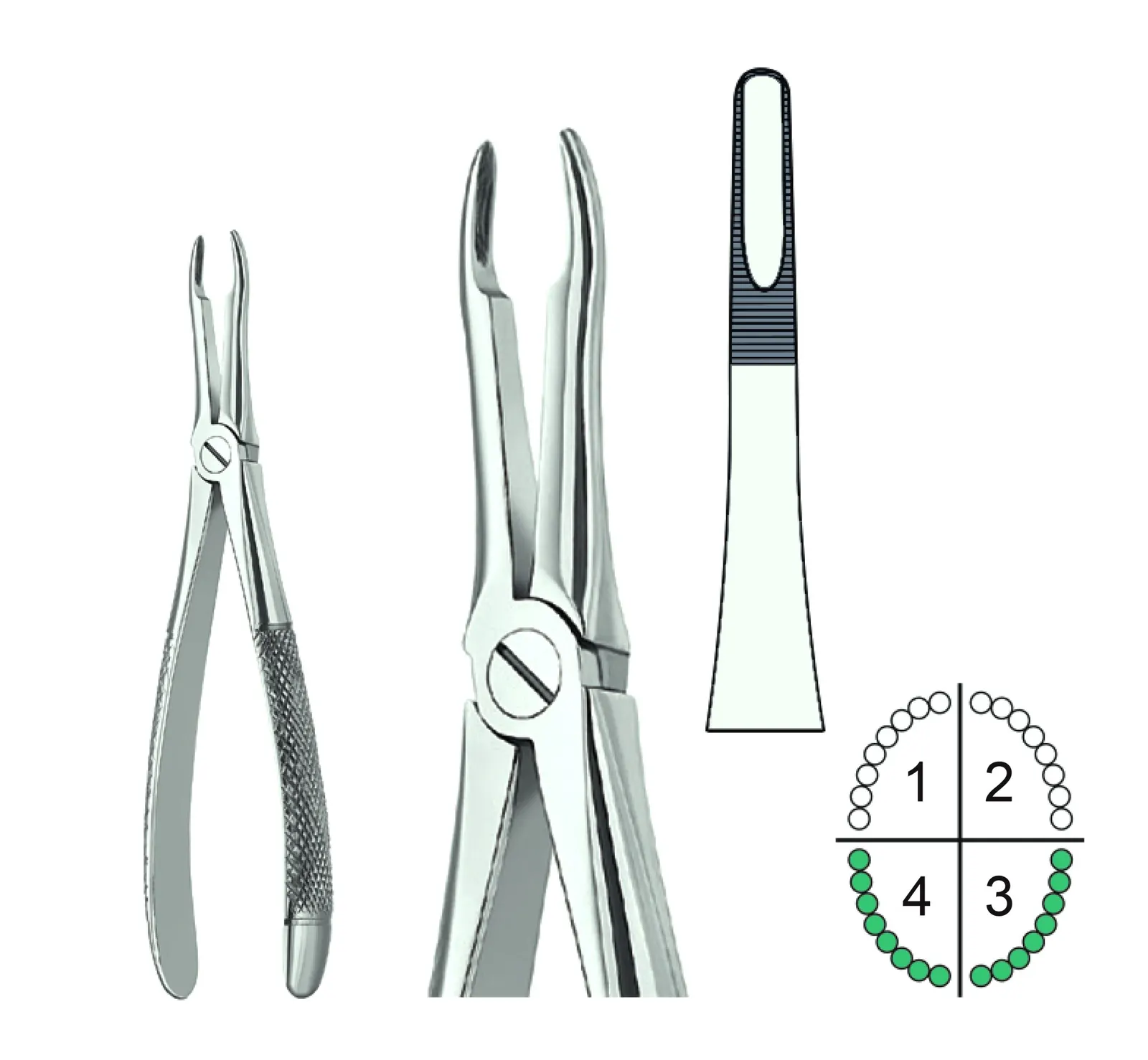 Extracting Forceps English Pattern Fig.41