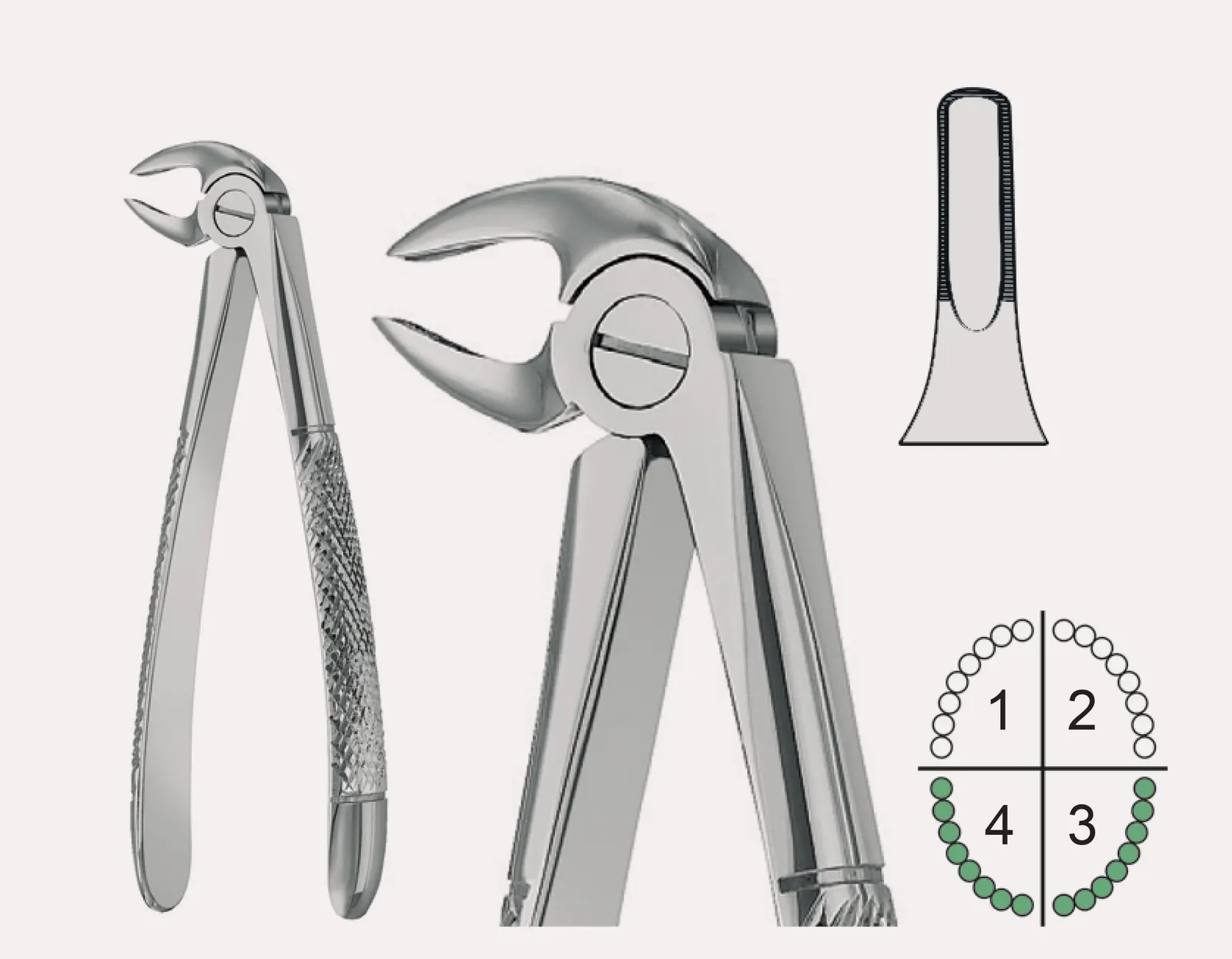 Extracting Forceps English Pattern Fig.33C