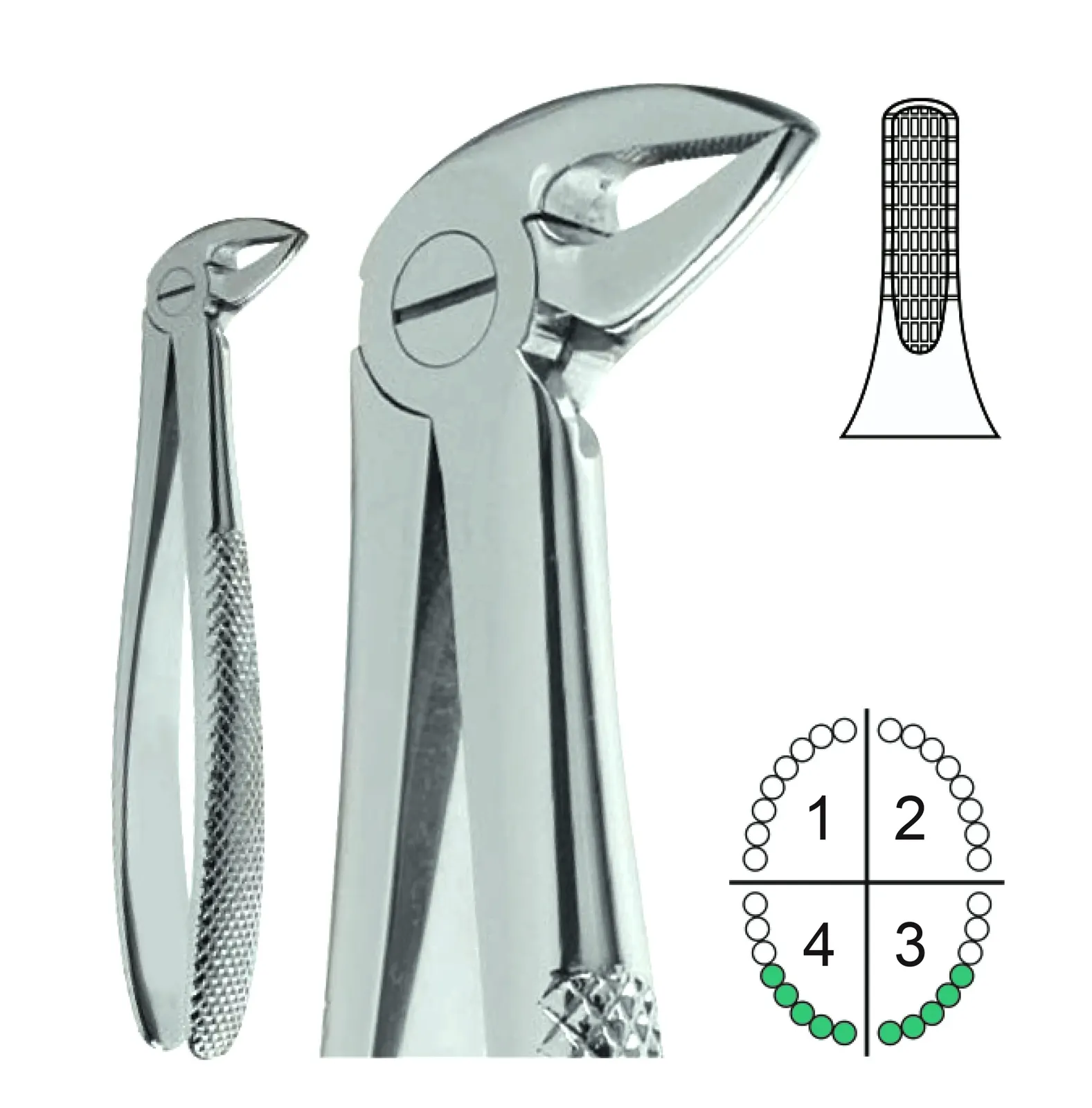 Extracting Forceps English Pattern Fig.33