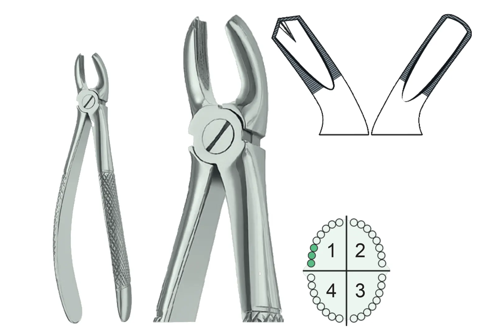 Extracting Forceps English Pattern Fig.17