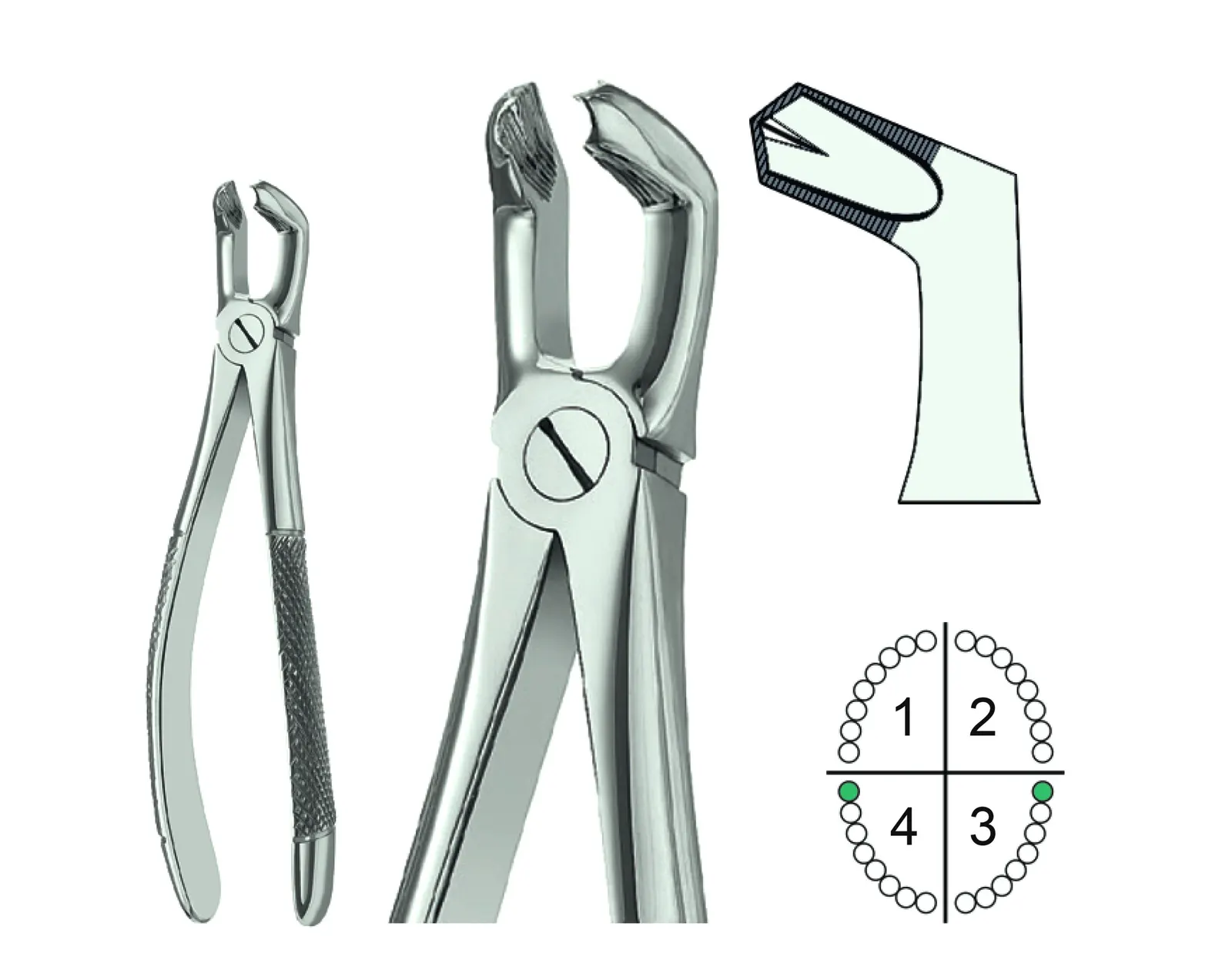 Extracting Forceps English Pattern Fig.79