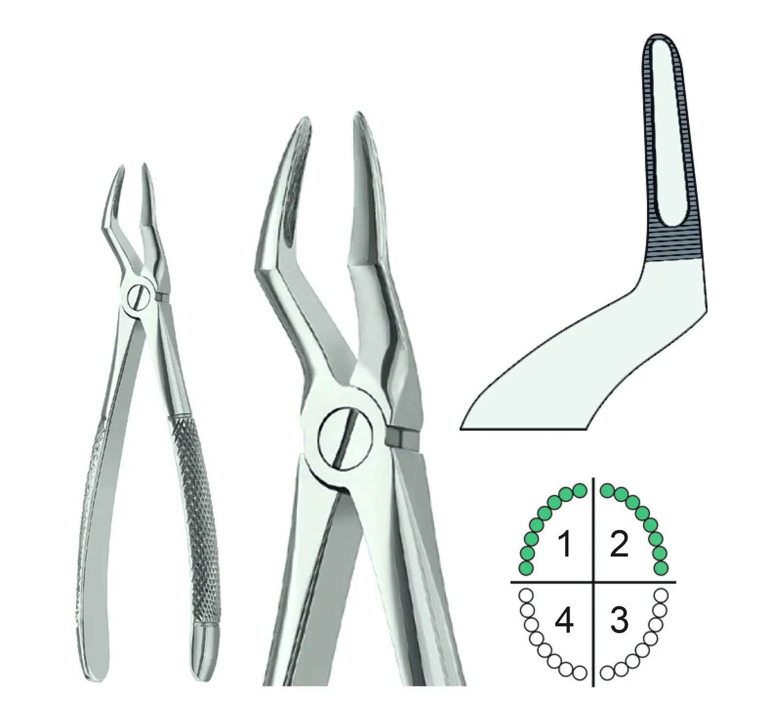 Extracting Forceps English Pattern Fig.51A