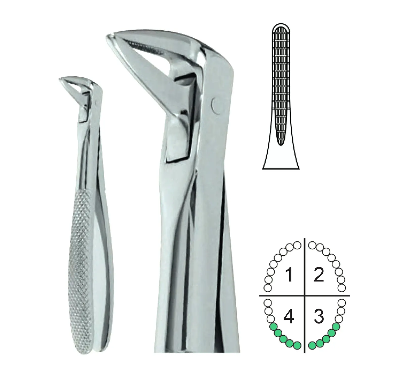 Extracting Forceps English Pattern Fig.74N