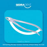 Extracting Forceps upper incisors canines attack deep 16.5cm