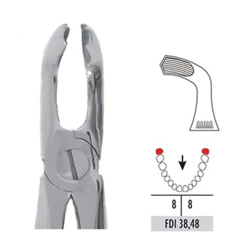 Ace Forcep Adult FX79 – Lower Third Molars