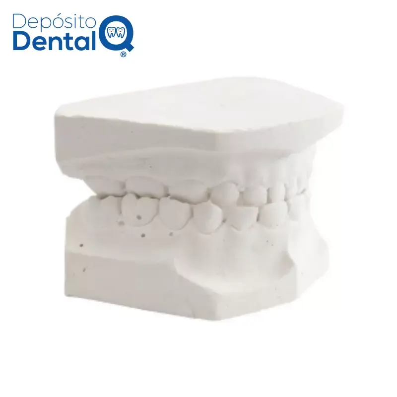 Tipodonto de Yeso Infantil Dentado