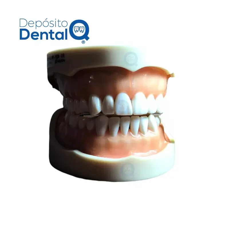 Tipodonto Nissin adulto 28 dientes