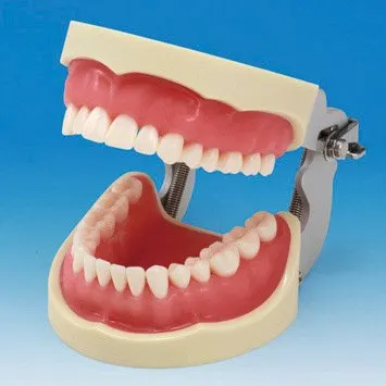 Cast Model Soft (Adult Cast)