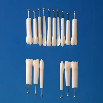 Refill Teeth for Pedo Cast