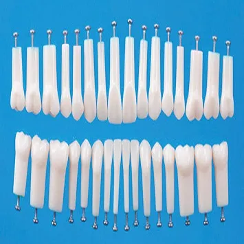 Refill Teeth for Adult Cast