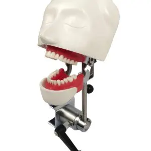 EL banna Dummy Head Simple Type
