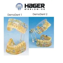 Study Model Transparent