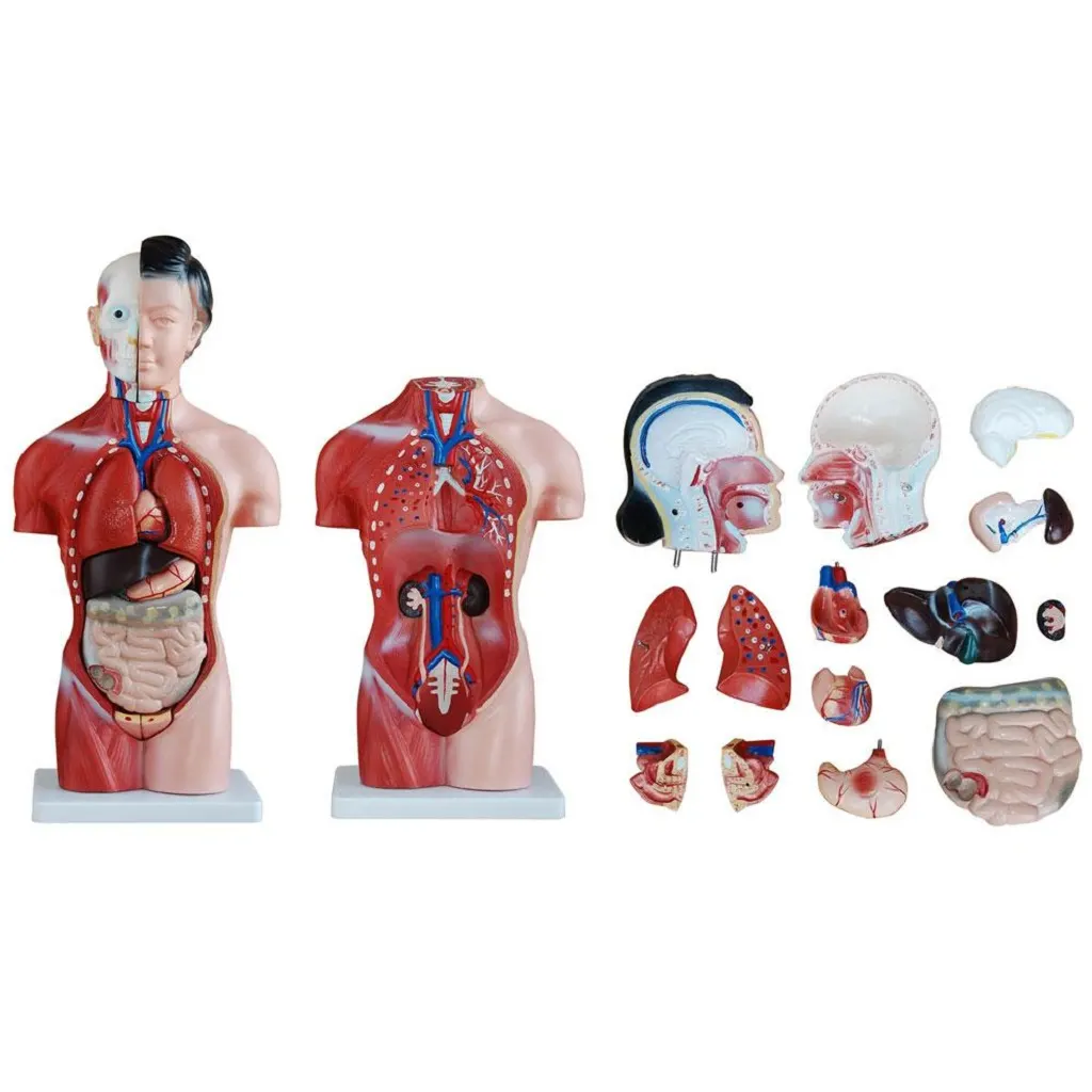 Half Body Human 15parts 42cm | مجسم احشاء