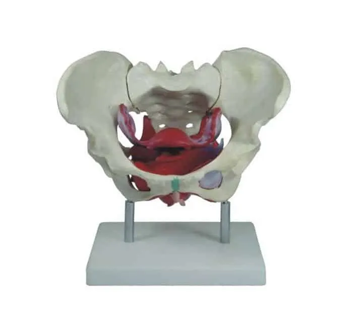 مجسم الحوض مع العضلات الانثوي | Female Pelvis Muscles and Organs Model