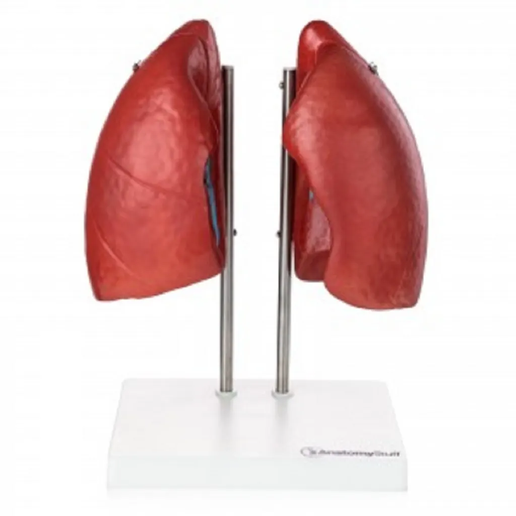 Lung Model | مجسم رئتين