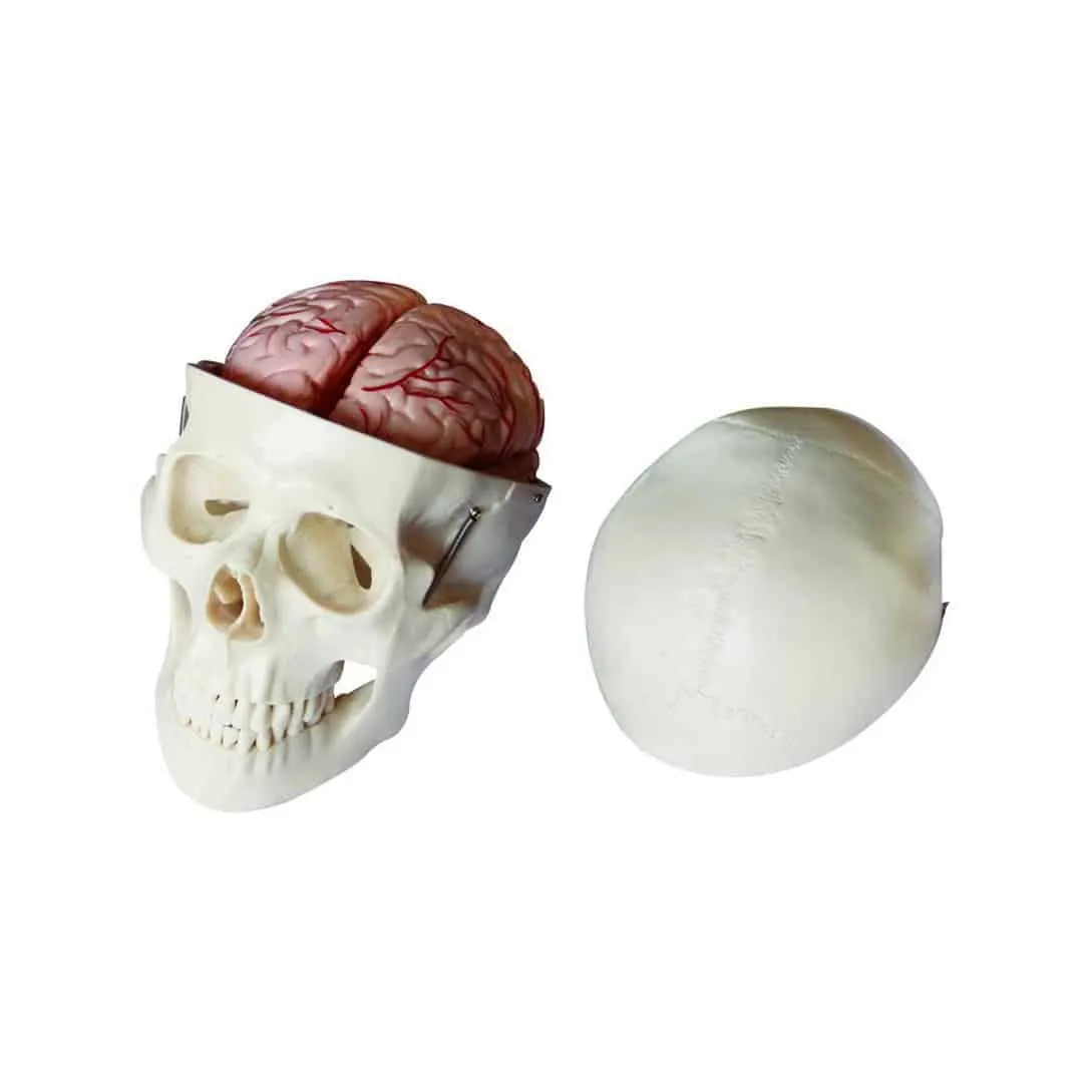 مجسم جمجمة +دماغ | Anatomical Model Skull + Brain
