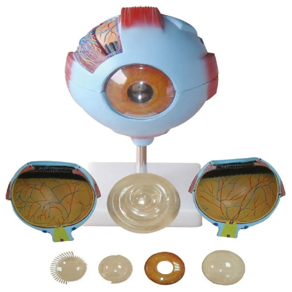 Giant Eye Model | مجسم عين