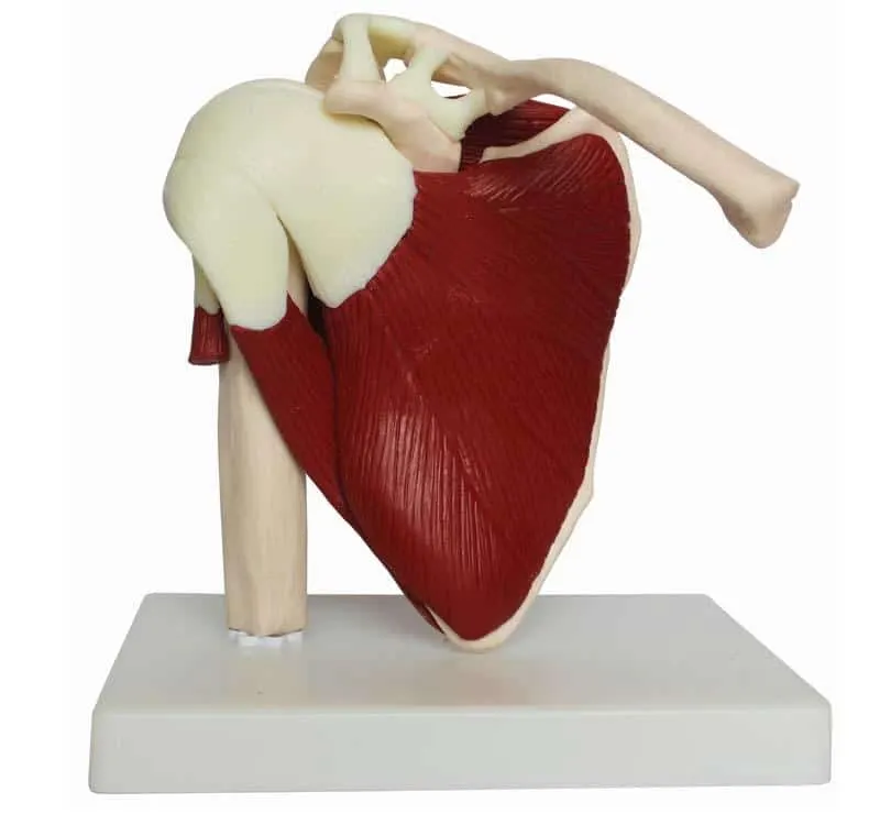 Shoulder With Muscles Model | مجسم كتف مع عضلات