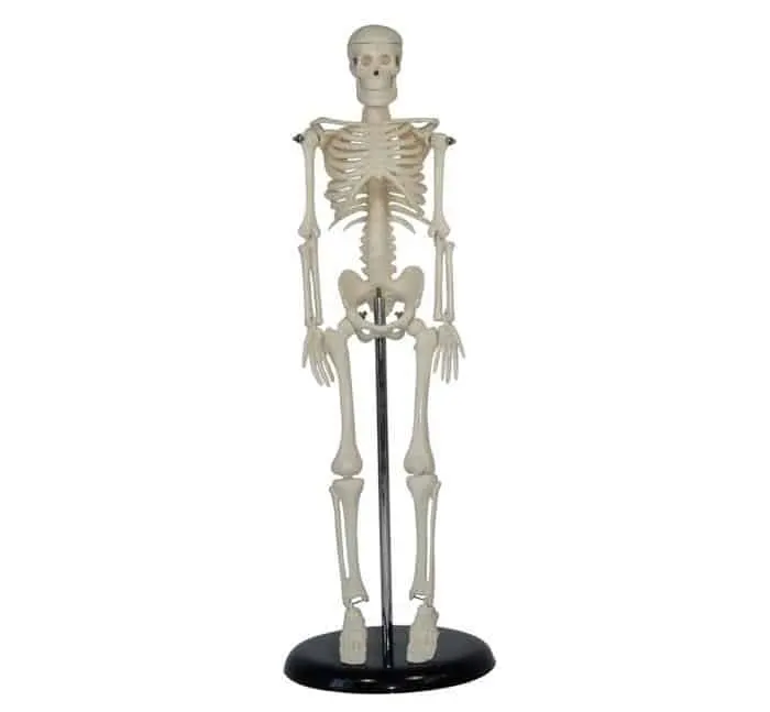 مجسم هيكل عظمي كامل45سم | Skeleton Model 45cm
