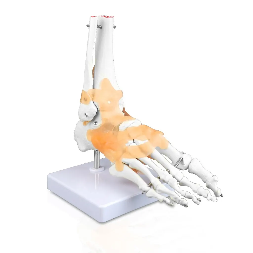 Foot Skeleton with Ligaments | مجسم هيكل القدم مع اربطة