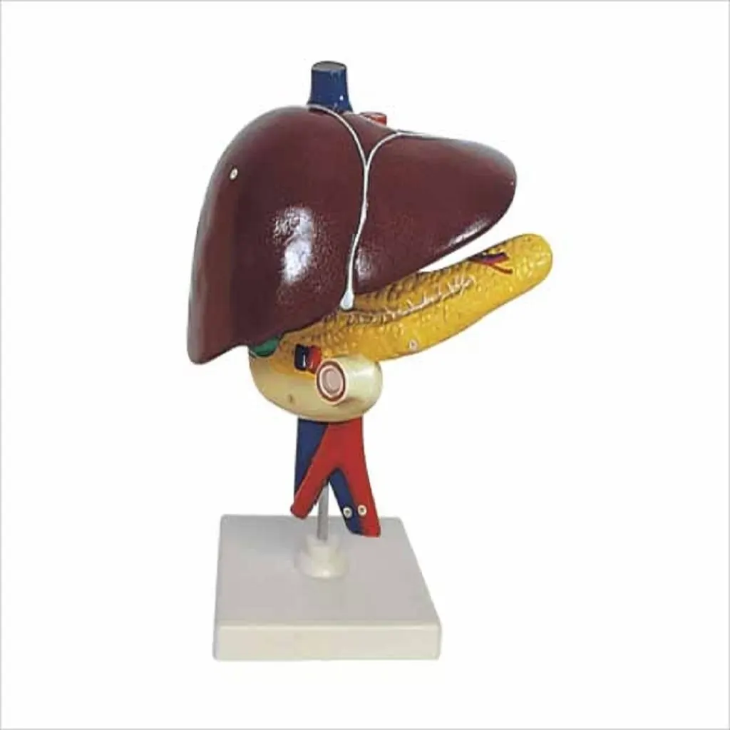 Liver, Pancreas and Duodenum Model | مجسم تعليمي الكبد والبنكرياس