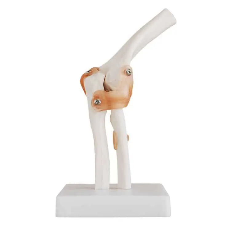 مجسم المرفق بالحجم الطبيعي | Life-Size Elbow Joint Model