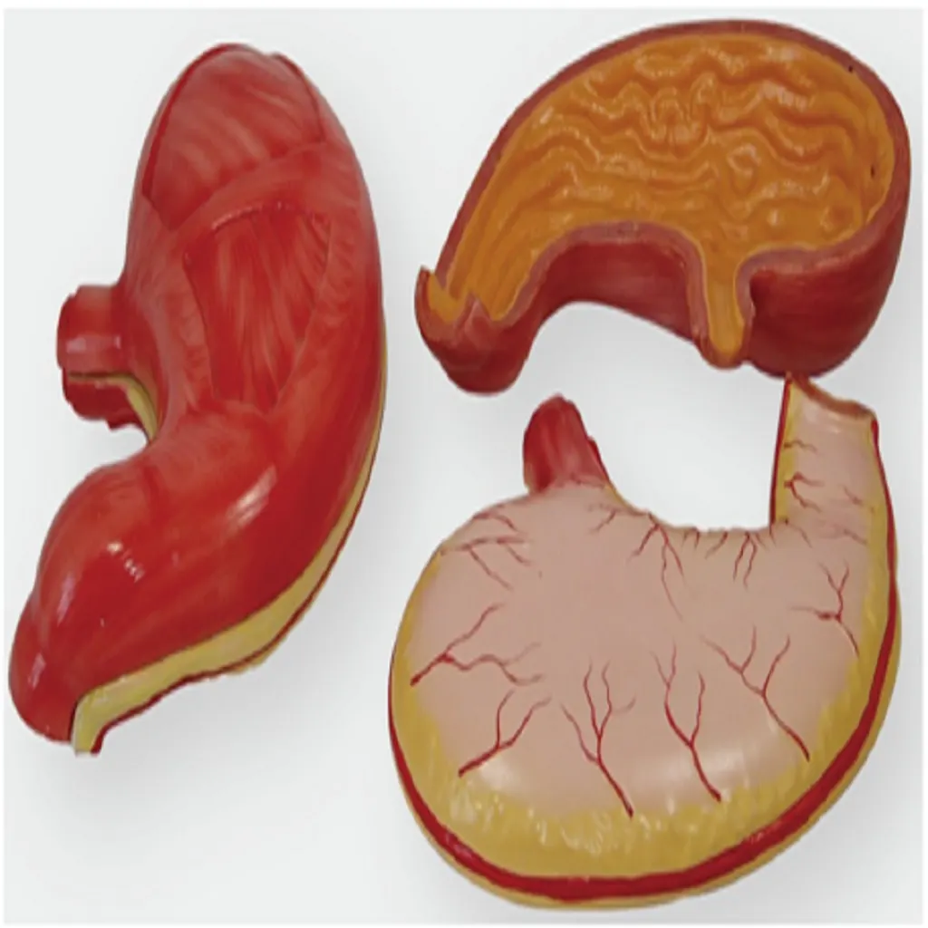 Stomach Model | مجسم تعليمي للمعدة