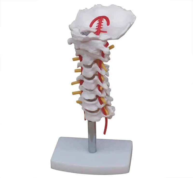 مجسم فقرات رقبية | Cervical Vertebrae Model