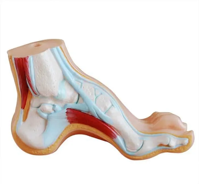 Anatomical Model of Normal, Flat, and Arched Foot | مجسم القدم